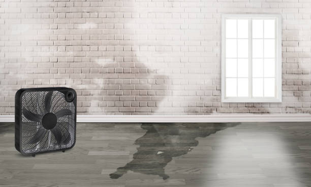 Best Sewage cleanup and water damage restoration  in Thompsons Station, TN